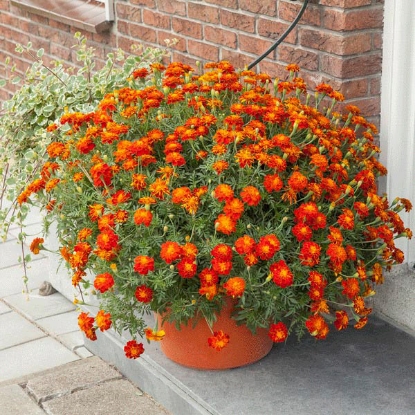 Picture of French Marigold - Firebird